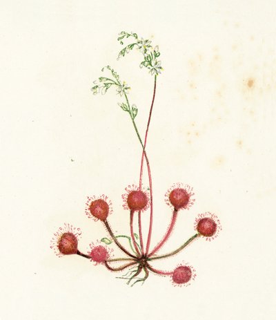 Round-Leaved Sundew, Drosera Rotundifolia by English School